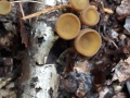 Rutstroemia alni Remy , Erlen-Stromabecherling