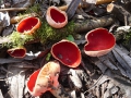 Sarcoscypha austriaca (O.Beck ex Sacc.) Boud. , Österreichischer Prachtbecherling