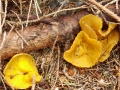 Sowerbyella densireticulata  J.Moravec , Schöngelber Wurzelbecherling