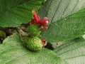 Taphrina alni  (Berk. & Broome) Gjaerum , Erlen-Narrentasche ,  Erlenzapfen-Wucherling