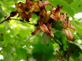Taphrina alni  (Berk. & Broome) Gjaerum , Erlen-Narrentasche ,  Erlenzapfen-Wucherling