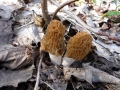 Verpa bohemica (Krombh.) Schröt. var. bohemica, Böhmische Verpel