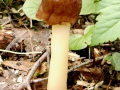 Verpa conica (O.F.Müll.: Fr.) Sw. , Fingerhutverpel