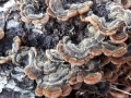 Auricularia mesenterica (Dicks.: Fr.) Pers. , Gezonter-Ohrlappenpilz
