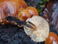 Flammulina velutipes (Curtis :Fr.) Singer agg. , Gemeiner-Samtfußrübling