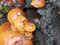 Flammulina velutipes (Curtis :Fr.) Singer agg. , Gemeiner-Samtfußrübling