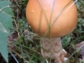 Amanita crocea (Quél.) Singer ,  Orangegelber Scheidenstreifling
