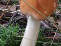 Amanita fulva Fr. , Fuchsiger Scheidenstreifling , Rotbrauner Scheidenstreifling