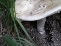 Amanita lividopallescens Gillet , Natternstieliger Scheidenstreifling