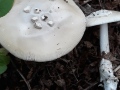 Amanita lividopallescens Gillet , Natternstieliger Scheidenstreifling