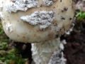 Amanita lividopallescens Gillet , Natternstieliger Scheidenstreifling
