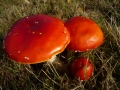 Amanita muscaria (L.) Pers. var. muscaria, Roter Fliegenpilz