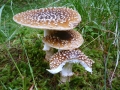 Amanita regalis (Fr.) Michael , Brauner Fliegenpilz, Königs-Fliegenpilz (2)