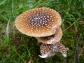 Amanita regalis (Fr.) Michael, Brauner Fliegenpilz, Königs-Fliegenpilz