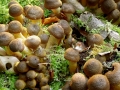 Armillaria mellea (Vahl.: Fr.) Kumm. agg. , Honiggelber Hallimasch