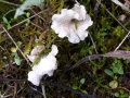 Arrhenia retiruga (Bull.: Fr.) Redhead, Blasser Adermoosling, Netziggerunzelter Adernmoosling