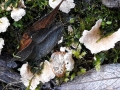 Arrhenia retiruga (Bull.: Fr.) Redhead , Blasser Adernmoosling, Netziggerunzelter Adernmoosling