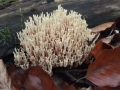 Artomyces pyxidatus (Pers.: Fr.) Jülich , Becher-Koralle