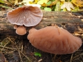 Auricularia auricula-judae (Bull.: Fr.) Quél. , Judasohr