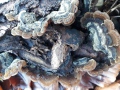 Auricularia mesenterica (Dicks.: Fr.) Pers. , Gezonter-Ohrlappenpilz