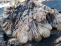 Auricularia-mesenterica-Dicks.-Fr.-Pers.-Gezonter-Ohrlappenpilz