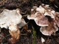 Bankera violascens (Alb. & Schwein.: Fr.) Pouzar, Violettlicher Fichten-Weißsporstacheling