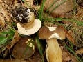 Boletus aereus Bull.: Fr. , Bronze-Röhrling, Schwarzhütiger Steinpilz