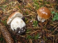 Boletus edulis Bull.: Fr. var. edulis , Echter Steinpilz, Fichten-Steinpilz