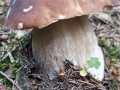 Boletus edulis Bull.: Fr. var. edulis , Echter Steinpilz, Fichten-Steinpilz