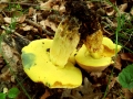 Butyriboletus pseudoregius (Heinr. Huber) Arora & Frank, Blauender Königsröhrling (2)