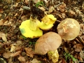 Butyriboletus pseudoregius (Heinr. Huber) D. Arora & j.A. Frank , Blauender Königsröhrling