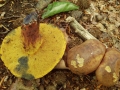 Cyanoboletus pulverulentus (Opat.) Gelardi, Vizzini & Simonini,  (2), Schwarzblauender Röhrling