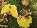Cyanoboletus pulverulentus (Opat.) Gelardi, Vizzini & Simonini, , Schwarzblauender Röhrling