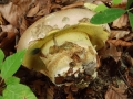 Caloboletus radicans (Pers.) Vizzini, , Wurzelnder Bitter-Röhrling