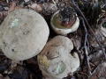 Caloboletus calopus (Pers.) Vizzini , Schönfuss-Roehrling