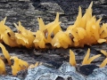 Calocera cornea (Batsch:  Fr.) Fr. , Pfriemförmiger Hörnling