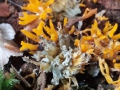 Calocera viscosa (Pers.:Fr.) Fr. , Klebriger Hörnling