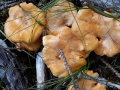 Cantharellus cibarius Fr. var. cibarius, Echter Pfifferling (2)