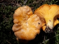 Cantharellus cibarius Fr. var. cibarius , Echter Pfifferling