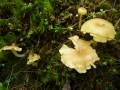 Chrysomphalina grossula (Pers.) Norvell et al. , , Gelboliver Goldnabeling