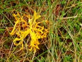 Clavulinopsis corniculata (Schaeff.: Fr.) Corner.,Geweihförmige Wiesenkeule