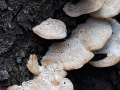 Climacocystis borealis (Fr.) Kotl. & Pouzar , Nördlicher Porling , Nördlicher Schwamm-Porling
