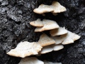 Climacocystis borealis (Fr.) Kotl. & Pouzar , Nördlicher Porling , Nördlicher Schwamm-Porling