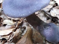 Cortinarius (Cort.) violaceus (L.:Fr.) Gray ssp. violaceus , Violetter Schleierling