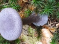 Cortinarius (Cort.) violaceus (L.:Fr.) Gray ssp. violaceus , Violetter Schleierling