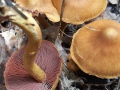 Cortinarius (Derm.) semisanguineus (Fr.) Gillet , Blutblättriges Hautkopf