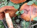 Cortinarius (Lepr.) limonius, Löwengelber Raukopf, Hygrophaner Raukopf