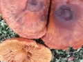 Cortinarius (Lepr.) limonius (Fr.: Fr.) Fr., Löwengelber Raukopf, Hygrophaner Raukopf (2)