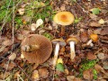 Cortinarius (Myx.) trivialis J.E.-Lange , Natternstieliger-Schleimfuß