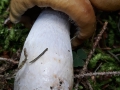 Cortinarius (Phleg.) anomalochrascens Cevassut & Hry. , Violettblättriger Fichtenwald-Schleimkopf